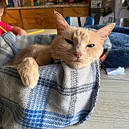 Buttercup joined the competition — help win amazing prizes! cat, orange_cat, basket, blanket, cozy, indoor, table, child, drawing, writing, kitchen, furniture, window, daylight, domestic, pet, relaxed, fur, whiskers, ears