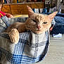 cat, orange_cat, basket, blanket, cozy, indoor, table, child, drawing, writing, kitchen, furniture, window, daylight, domestic, pet, relaxed, fur, whiskers, ears
