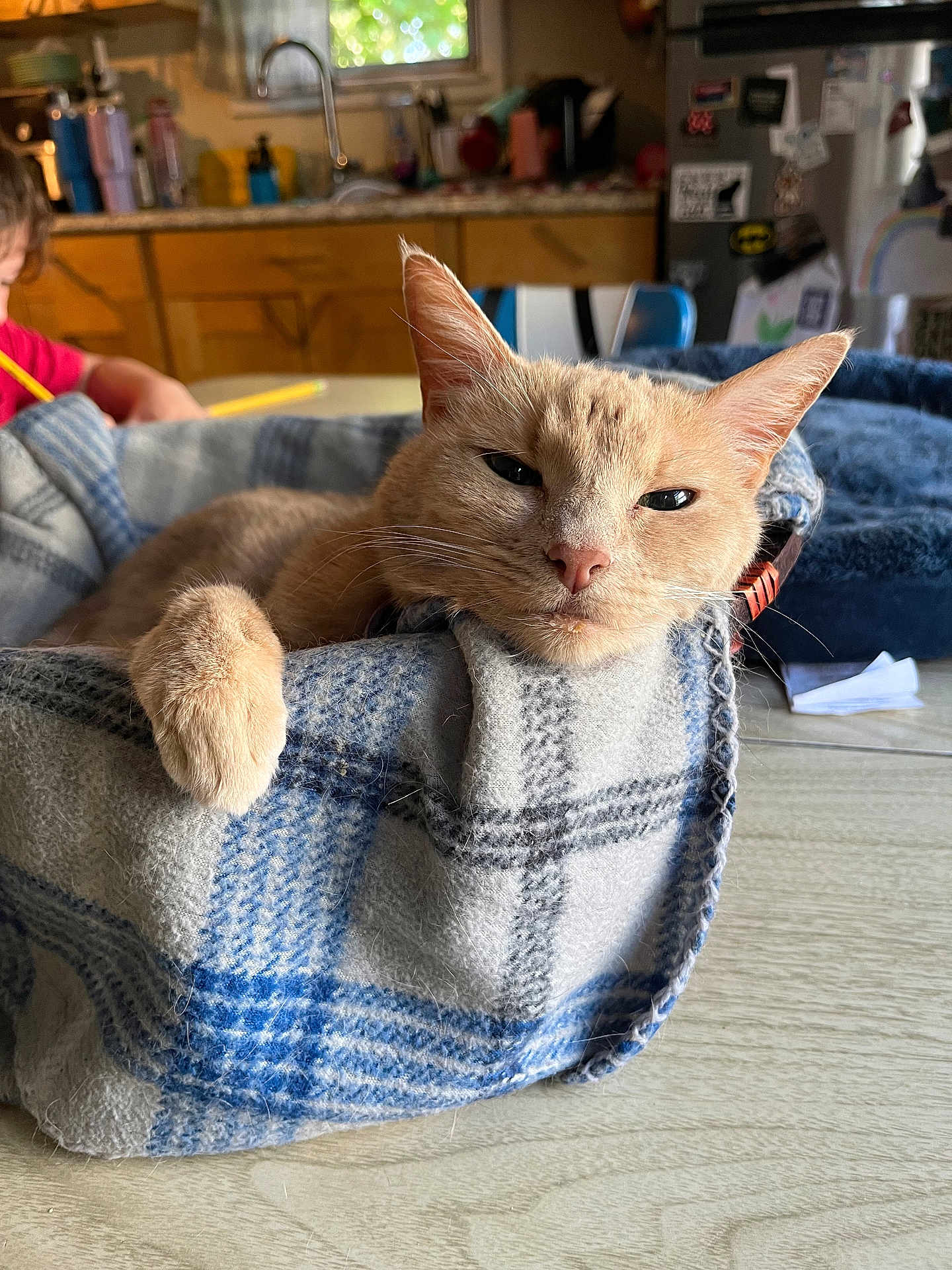 Buttercup joined the competition — help win amazing prizes! cat, orange_cat, basket, blanket, cozy, indoor, table, child, drawing, writing, kitchen, furniture, window, daylight, domestic, pet, relaxed, fur, whiskers, ears
