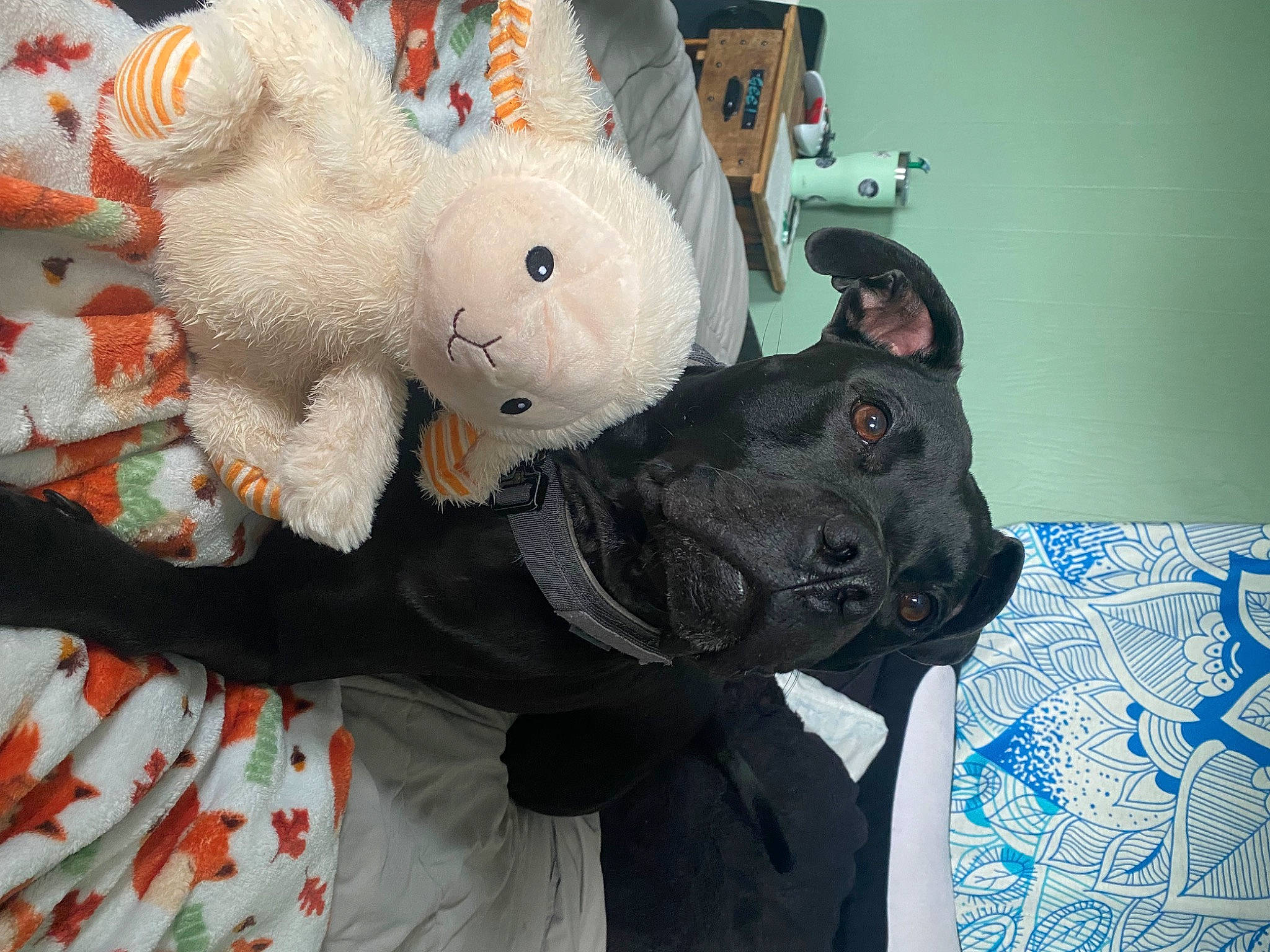 Sock is registered to the contest to win money with this photo: bear, canidae, carmine, fictional_character, fur, grey, hat, linens, mammal, mascot, pattern, personal_protective_equipment, plush, room, stuffed_toy, teddy_bear, toy, wool