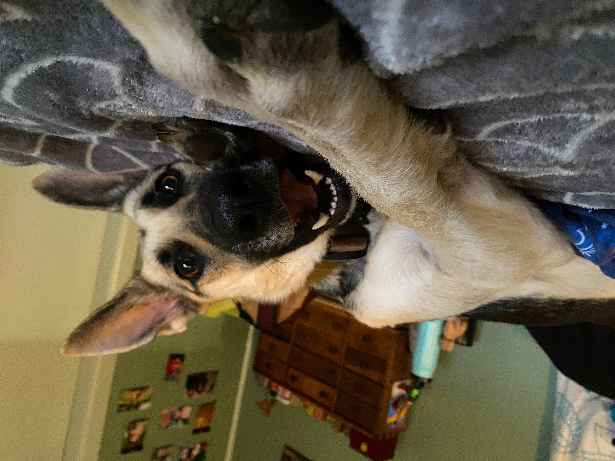 Ziva joined the competition — help win amazing prizes! canidae, carnivore, collar, companion_dog, dog, dog_breed, dog_collar, dog_supply, ear, fawn, fur, gesture, guard_dog, non_sporting_group, pet_supply, snout, sporting_group, whiskers, working_animal, working_dog