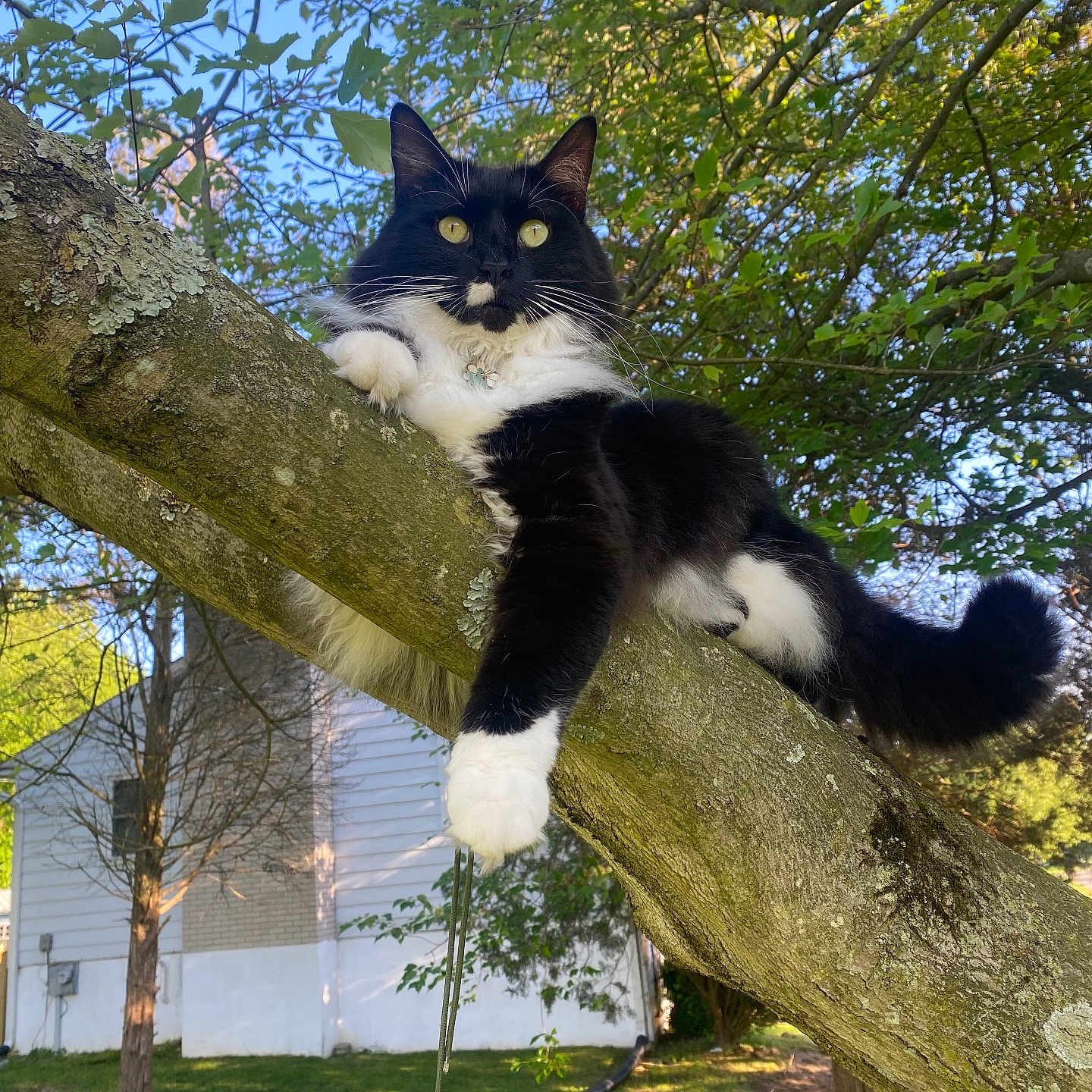 Arya is registered to the contest to win money with this photo: animal, architecture, backyard, building, cat, grass, green, grove, land, leaf, nature, outdoors, pet, plant, shelter, tree, treetrunk, vegetation, woodland, yard