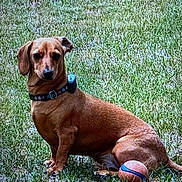 Lucky is registered to the contest to win money with this photo: dog, brown_dog, collar, basketball, grass, outdoor, pet, animal, sitting, playful, small_dog, canine, watchful, nature, summer, daytime, cute, loyal, friendly, companion