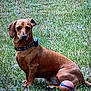 dog, brown_dog, collar, basketball, grass, outdoor, pet, animal, sitting, playful, small_dog, canine, watchful, nature, summer, daytime, cute, loyal, friendly, companion
