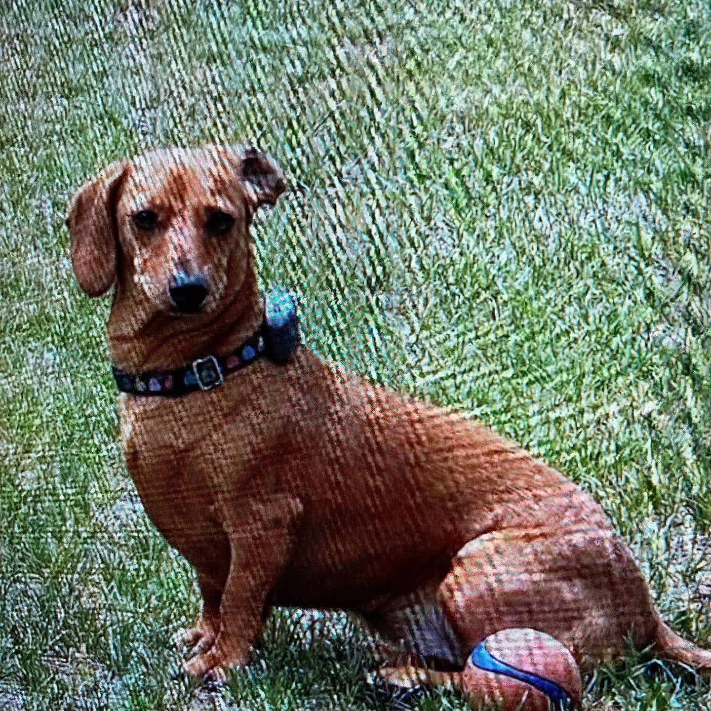 Lucky is registered to the contest to win money with this photo: animal, basketball, brown_dog, canine, collar, companion, cute, daytime, dog, friendly, grass, loyal, nature, outdoor, pet, playful, sitting, small_dog, summer, watchful