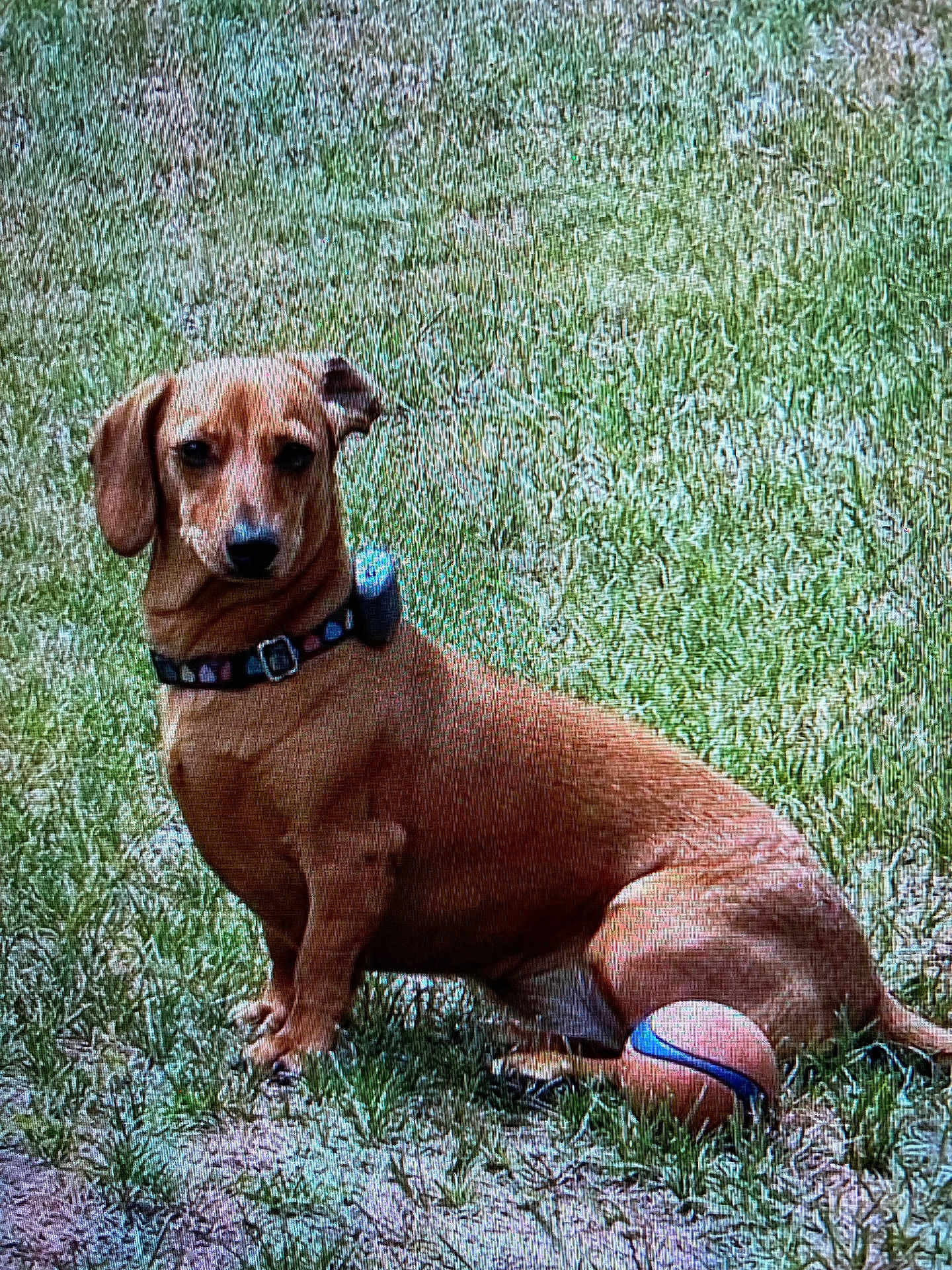 Lucky is registered to the contest to win money with this photo: dog, brown_dog, collar, basketball, grass, outdoor, pet, animal, sitting, playful, small_dog, canine, watchful, nature, summer, daytime, cute, loyal, friendly, companion