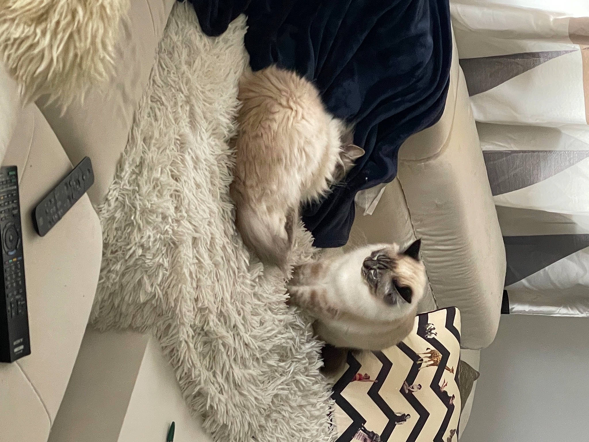 Raja participe au concours pour gagner de l'argent avec cette photo : carnivore, cat, comfort, companion_dog, domestic_short_haired_cat, fawn, felidae, fur, grey, mammal, siamese, small_to_medium_sized_cats, snout, tail, textile, thai, vertebrate, whiskers, white, wood