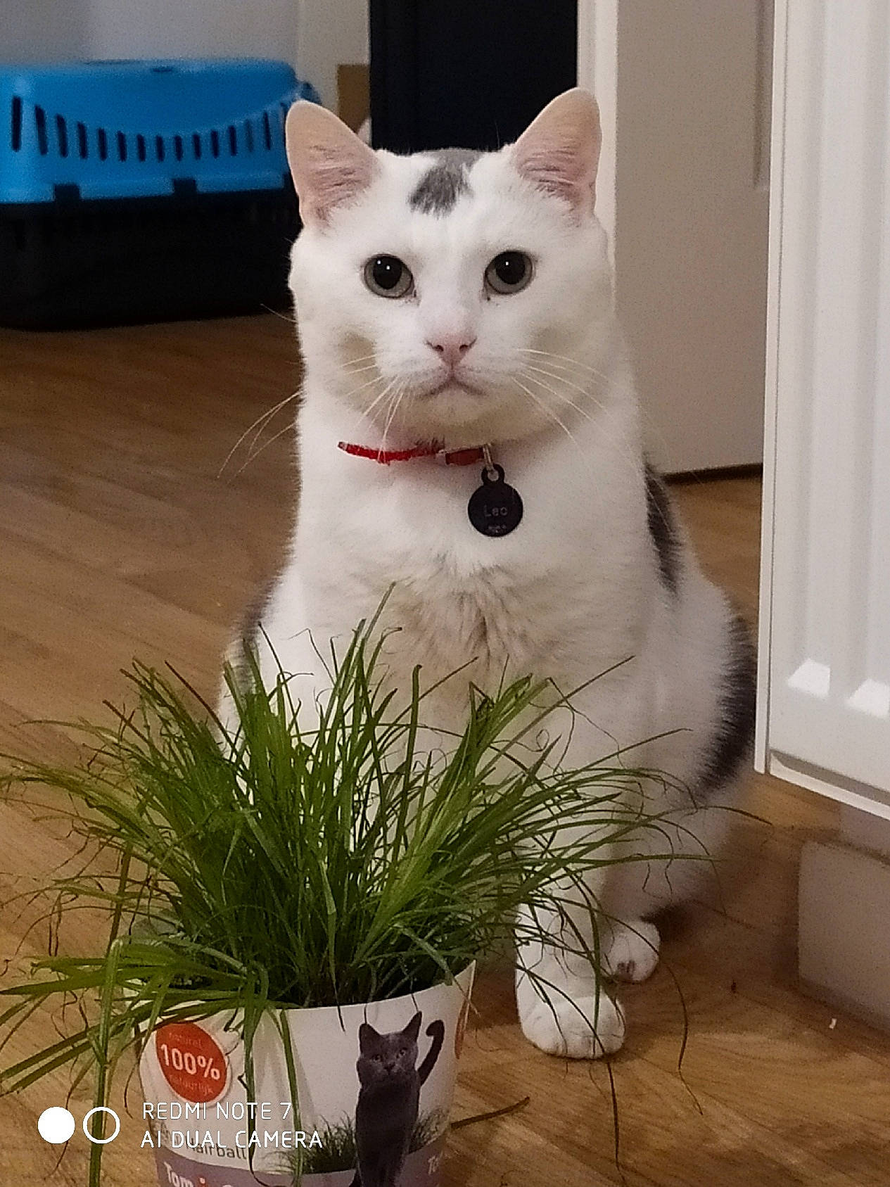 Leo participe au concours pour gagner de l'argent avec cette photo : aegean_cat, american_wirehair, asian, carnivore, cat, domestic_long_haired_cat, domestic_short_haired_cat, european_shorthair, eye, felidae, grass, japanese_bobtail, khao_manee, mammal, plant, small_to_medium_sized_cats, tail, turkish_angora, turkish_van, whiskers