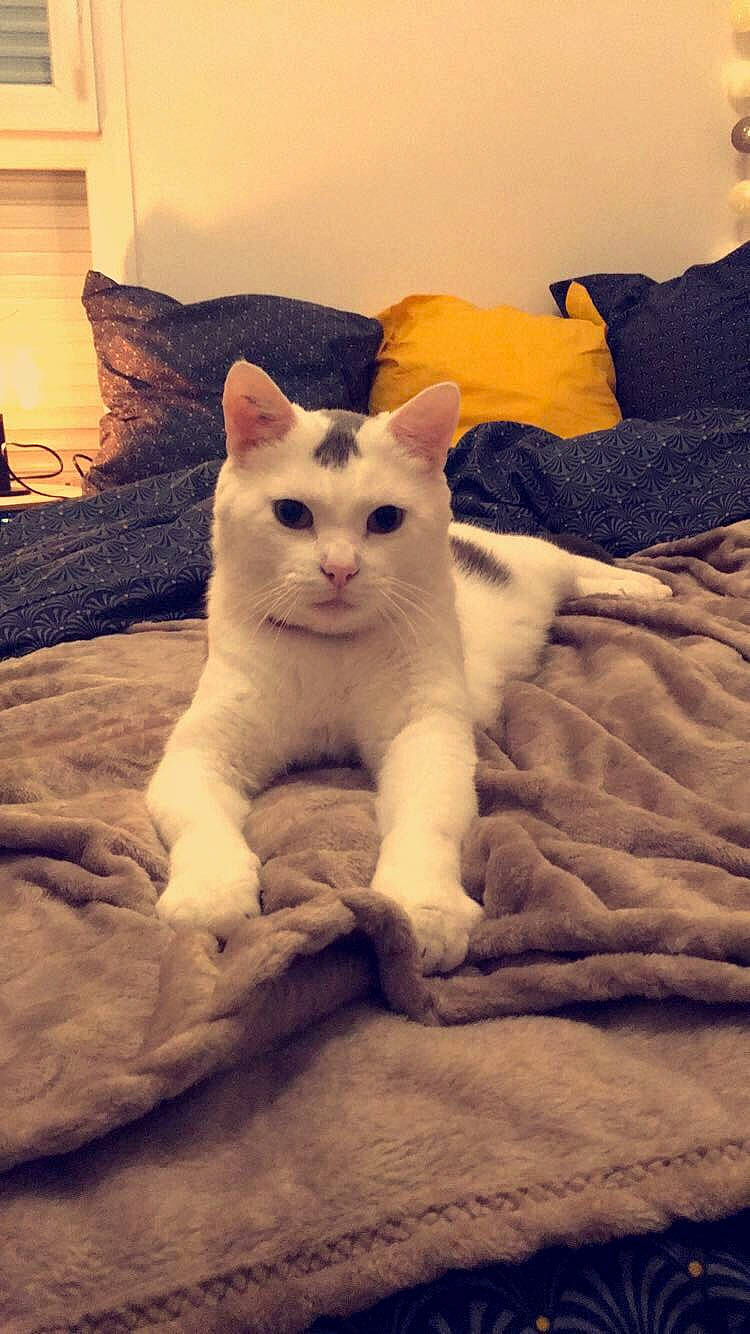 Leo participe au concours pour gagner de l'argent avec cette photo : aegean_cat, burmilla, carnivore, cat, colorpoint_shorthair, domestic_short_haired_cat, ear, felidae, fur, khao_manee, kitten, mammal, nose, ojos_azules, paw, small_to_medium_sized_cats, tail, turkish_angora, turkish_van, whiskers