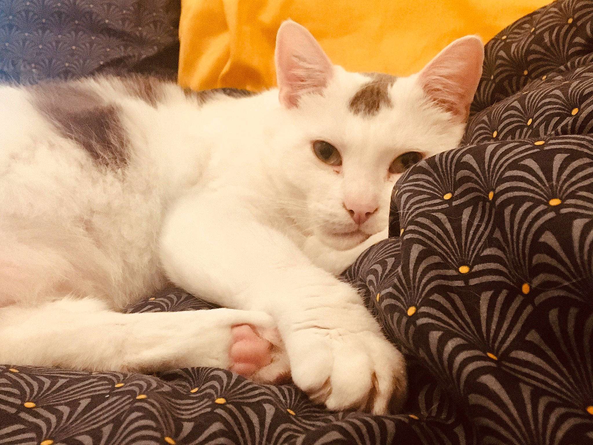 Leo participe au concours pour gagner de l'argent avec cette photo : aegean_cat, american_wirehair, asian, carnivore, cat, colorpoint_shorthair, domestic_short_haired_cat, eye, felidae, fur, kitten, leg, mammal, paw, polydactyl_cat, small_to_medium_sized_cats, snout, tail, turkish_van, whiskers