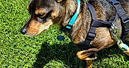Bubby Wayne joined the competition — help win amazing prizes! dog, small_dog, brown_dog, black_harness, blue_collar, grass, green_grass, outdoor, sunlight, shadow, pet, animal, canine, leash, nature, daylight, closeup, fur, side_view, walking