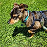 dog, small_dog, brown_dog, black_harness, blue_collar, grass, green_grass, outdoor, sunlight, shadow, pet, animal, canine, leash, nature, daylight, closeup, fur, side_view, walking