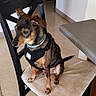 dog, chair, indoor, pet, black_harness, brown_coat, beige_cushion, floor, tile_floor, collar, curious, small_dog, seated, furniture, looking_away, ears, tail, room, countertop, wall