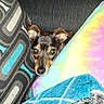 Bubby Wayne is registered to the contest to win money with this photo: dog, couch, pillow, patterned_pillow, tie_dye, peeking, pet, indoor, cozy, fur, ears, face, home, blanket, fabric, comfort, animal, cute, resting, colorful