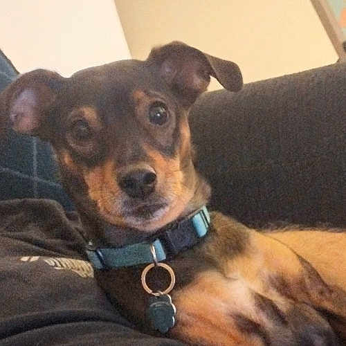 Bubby Wayne joined the competition — help win amazing prizes! animal, black, brown, closeup, collar, companion, couch, curious, cute, dog, domestic, ears, face, fur, indoor, looking, mammal, pet, portrait, relaxed