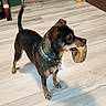 dog, small_dog, brown_dog, blue_collar, toy, chew_toy, indoor, wooden_floor, pet, animal, standing, playful, alert, canine, household, domestic_animal, looking_away, floor, light, shadow