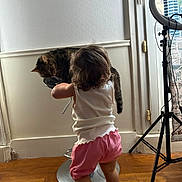 Tigrouu a rejoint le concours — aidez-le/la à gagner de superbes lots ! bar_stool, barefoot, cat, child, curly_hair, curtain, flooring, indoor, interaction, metal_stool, pet, pink_shorts, ring_light, tabby_cat, toddler, tripod, white_top, white_wall, window, wooden_floor