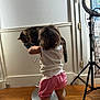 bar_stool, barefoot, cat, child, curly_hair, curtain, flooring, indoor, interaction, metal_stool, pet, pink_shorts, ring_light, tabby_cat, toddler, tripod, white_top, white_wall, window, wooden_floor