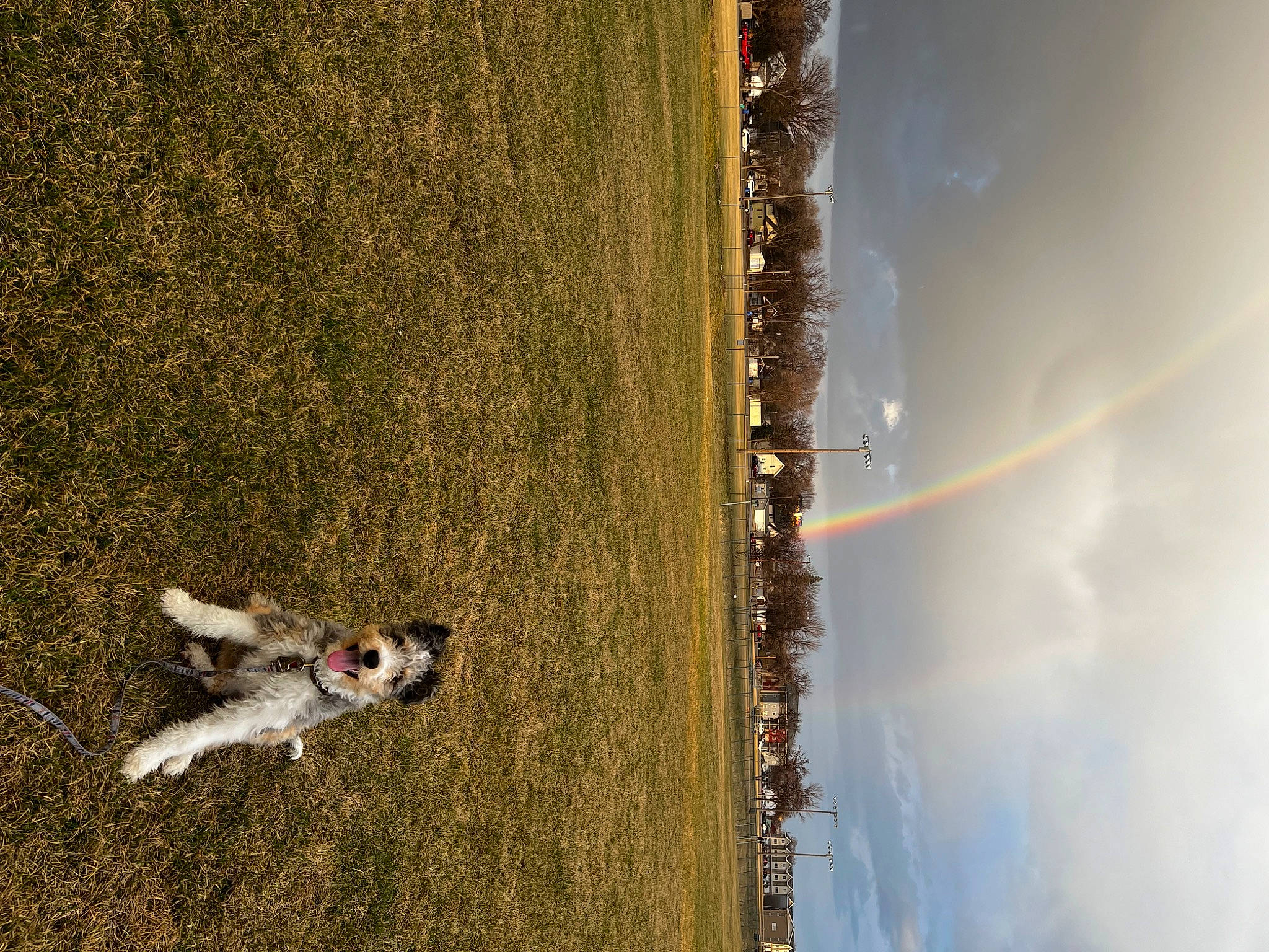 Stanley joined the competition — help win amazing prizes! canidae, carnivore, cloud, dog, dog_breed, grass, landscape, plant, rainbow, shadow, sky, sporting_group, tints_and_shades, tree, wood