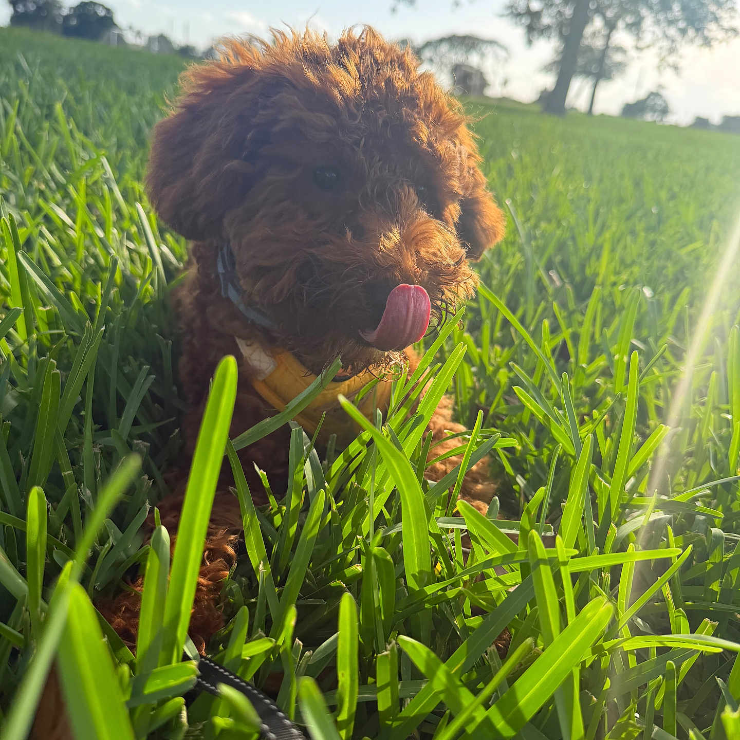 Noodle joined the competition — help win amazing prizes! adorable, animal, closeup, cute, daytime, dog, field, fur, grass, greenery, leash, nature, outdoor, pet, playful, puppy, summer, sunlight, tongue, tree
