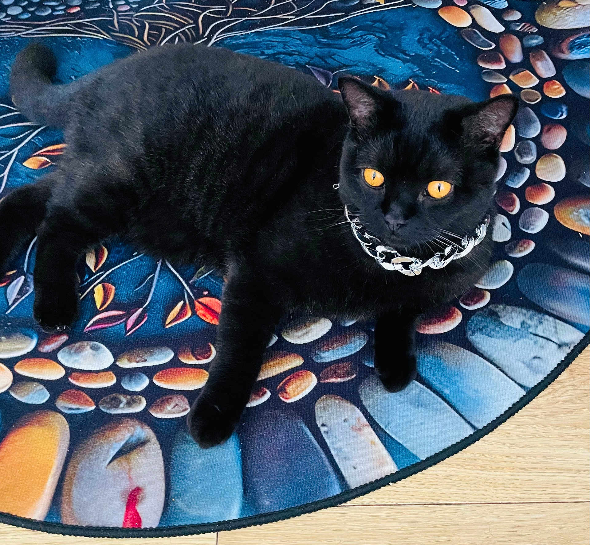 Anubis joined the competition — help win amazing prizes! black_cat, cat, pet, animal, collar, chain_collar, orange_eyes, feline, lying_down, floor, colorful_rug, decorative_rug, wooden_floor, indoor, mosaic_pattern, close_up, domestic_cat, resting, paw, whiskers