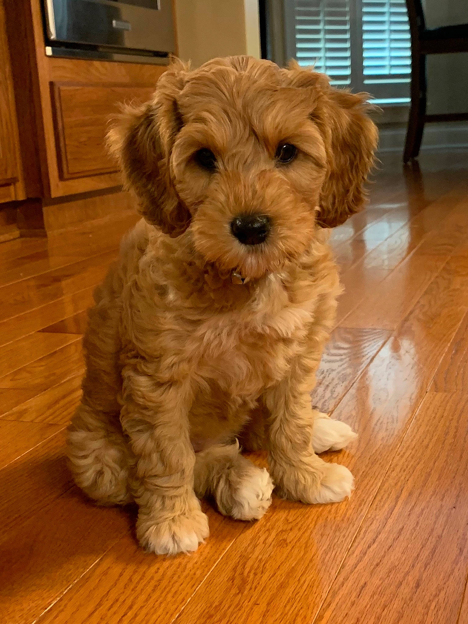 Chloe joined the competition — help win amazing prizes! canidae, carnivore, cavachon, cavapoo, cockapoo, companion_dog, dog, dog_breed, goldendoodle, labradoodle, maltepoo, mammal, pekapoo, poodle_crossbreed, puppy, schnoodle, shih_poo, sporting_lucas_terrier, vertebrate, yorkipoo