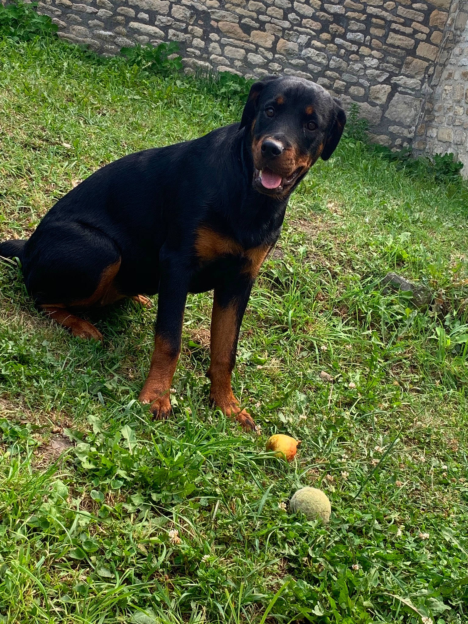 Dahlia a rejoint le concours — aidez-le/la à gagner de superbes lots ! austrian_black_and_tan_hound, canidae, carnivore, dog, dog_breed, grass, guard_dog, hellenikos_ichnilatis, huntaway, hunting_dog, lithuanian_hound, mammal, montenegrin_mountain_hound, polish_hunting_dog, rottweiler, smaland_hound, transylvanian_hound, tyrolean_hound, vertebrate, working_dog