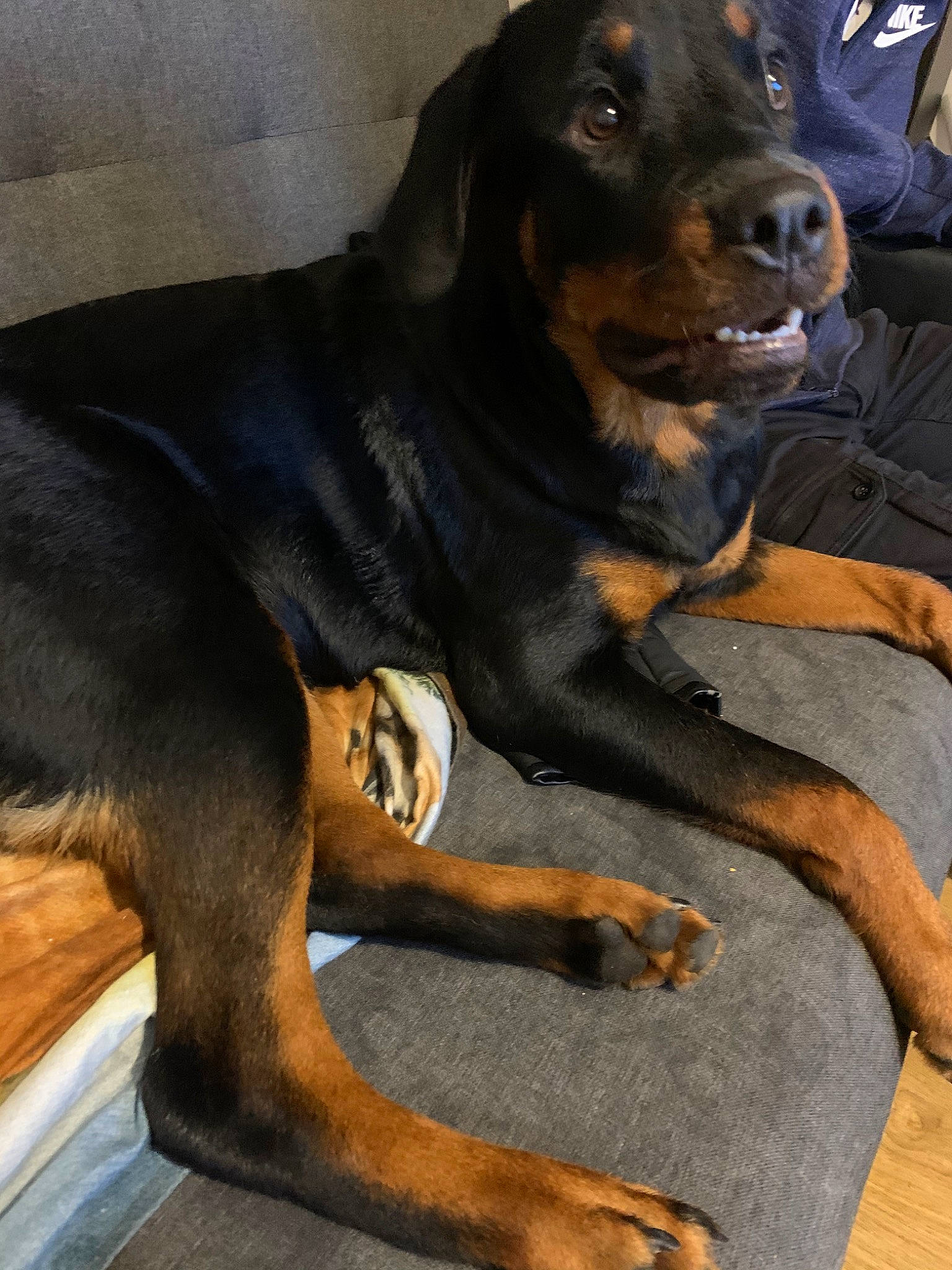 Dahlia participe au concours pour gagner de l'argent avec cette photo : austrian_black_and_tan_hound, black_and_tan_coonhound, canidae, carnivore, companion_dog, dog, dog_breed, hellenikos_ichnilatis, huntaway, hunting_dog, lithuanian_hound, mammal, montenegrin_mountain_hound, polish_hunting_dog, rare_breed_dog, smaland_hound, sporting_group, transylvanian_hound, tyrolean_hound, vertebrate