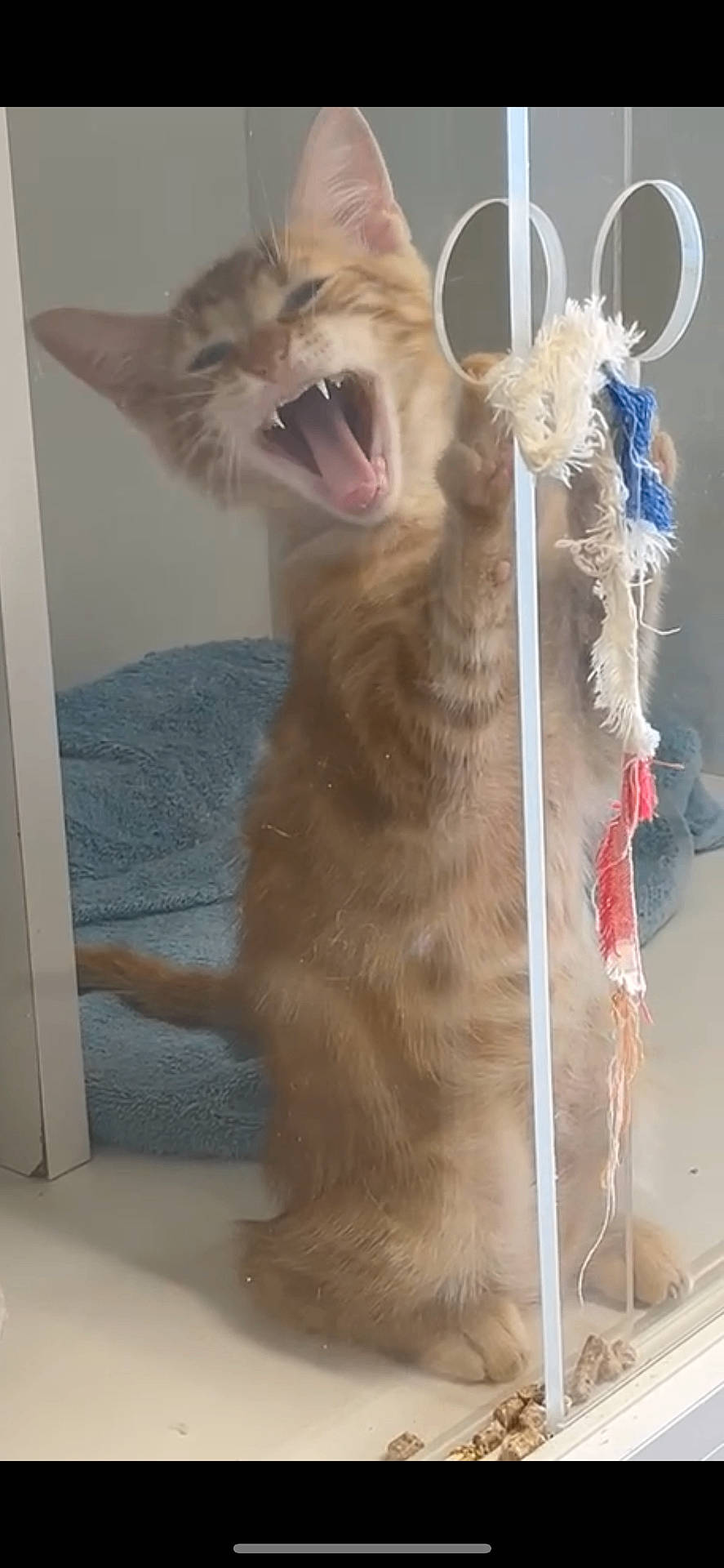 Garfield participe au concours pour gagner de l'argent avec cette photo : blue_blanket, claws, curious, cute, feline, fur, glass_panel, indoor, kitten, mouth_open, orange_cat, paw, pet, playing, standing, tabby, teeth, toy, whiskers, yawning