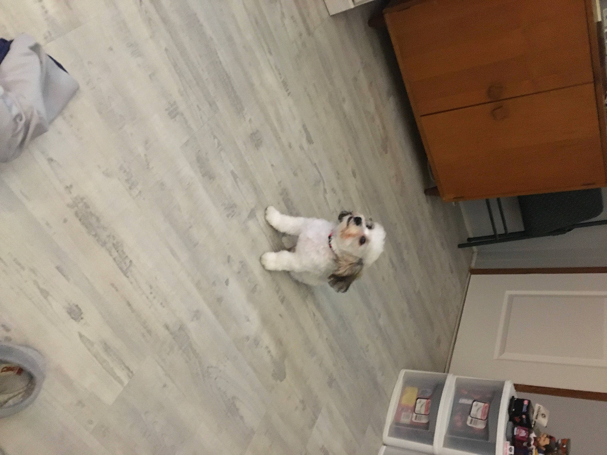 Mickey Jenkins is registered to the contest to win money with this photo: adventure, building, carnivore, ceiling, concrete, dog, floor, flooring, hardwood, house, plywood, room, stairs, window, wood