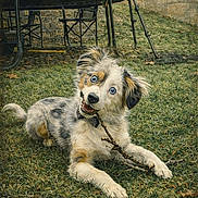 Ash joined the competition — help win amazing prizes! dog, puppy, blue_eyes, bow_tie, stick, grass, backyard, trampoline, playful, chewing, fur, pet, outdoor, happy, portrait, vintage, illustration, artwork, signature, collar