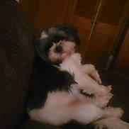 Fidulies is registered to the contest to win money with this photo: dog, pet, couch, indoor, black_and_white, small_dog, furry, relaxed, fur, animal, canine, companion, home, blurred, dim_lighting, resting, seated, cute, cozy, furniture