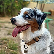 Atlas a rejoint le concours — aidez-le/la à gagner de superbes lots ! accessories, animal, architecture, bodypart, building, canine, dog, face, grass, head, hound, mouth, outdoors, person, pet, photography, plant, puppy, shelter, strap