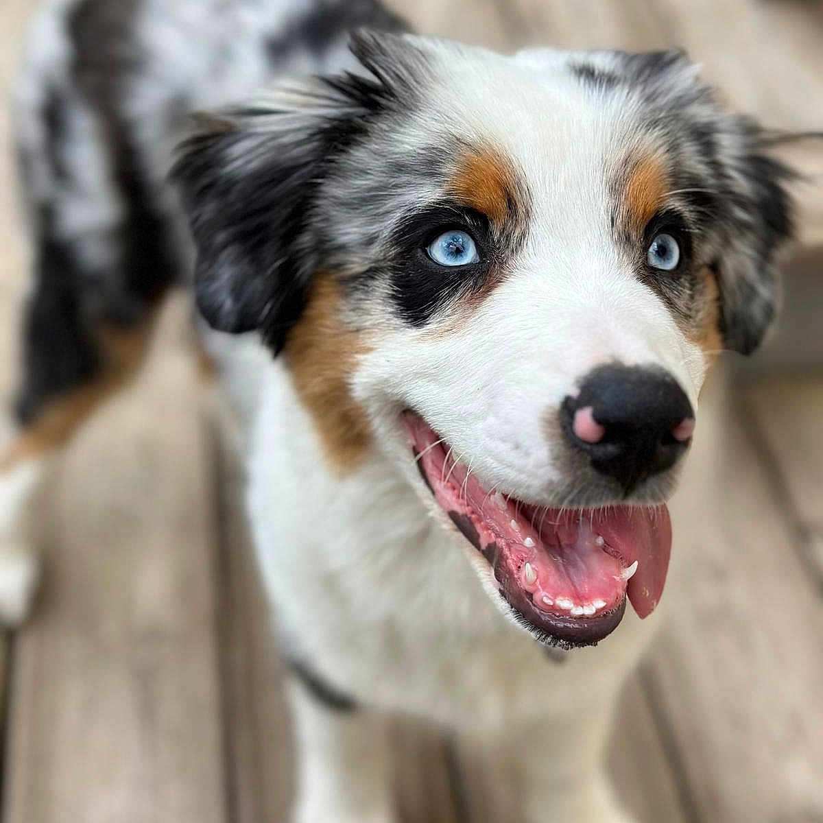 Atlas a rejoint le concours — aidez-le/la à gagner de superbes lots ! animal, ball, bodypart, canine, cockerspaniel, dog, football, hardwood, hound, husky, mouth, person, pet, puppy, racket, snout, soccer, soccerball, sport, wood