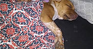 Henessy joined the competition — help win amazing prizes! puppy, dog, sleeping, blanket, patterned_blanket, hand, resting, cozy, indoor, bed, pillow, cute, pet, young_dog, brown_dog, white_spots, relaxed, nap, comfort, soft