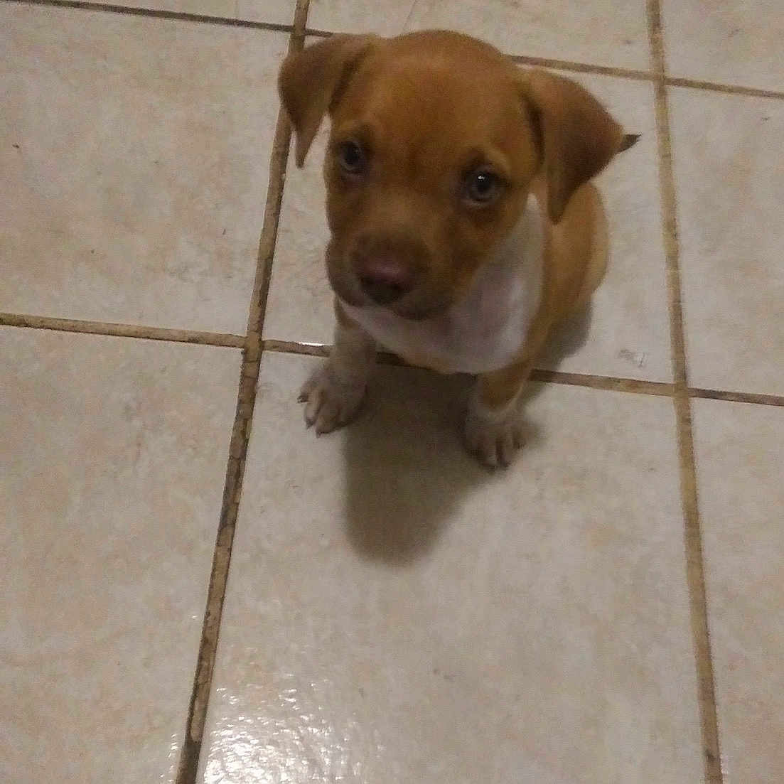 Henessy joined the competition — help win amazing prizes! puppy, dog, brown, white, tile_floor, floor, indoor, pet, young_dog, small_dog, cute, looking_up, animal, mammal, adorable, companion, domestic_animal, sitting, curious, canine