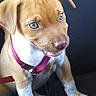 Henessy is registered to the contest to win money with this photo: puppy, dog, car_seat, harness, brown_fur, white_paws, pet, animal, cute, young_dog, indoor, seatbelt, car_interior, sitting, looking_away, small_dog, pet_accessory, domestic_animal, companion, young_animal