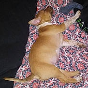 Henessy is registered to the contest to win money with this photo: puppy, dog, sleeping, blanket, patterned_blanket, indoor, pet, resting, cute, canine, fur, tail, paw, toy, sock, relaxation, animal, bed, comfort, home