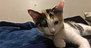 Popis is registered to the contest to win money with this photo: cat, calico, pet, animal, indoor, blanket, soft, relaxed, fur, collar, whiskers, ear, paw, resting, bedroom, feline, cute, domestic, sleepy, cozy