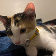 Popis joined the competition — help win amazing prizes! cat, kitten, calico, pet, collar, yellow_collar, fur, whiskers, ears, eyes, face, closeup, indoor, blanket, blue_blanket, cute, animal, young, feline, resting