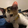 cat, kitten, calico, pet, collar, yellow_collar, fur, whiskers, ears, eyes, face, closeup, indoor, blanket, blue_blanket, cute, animal, young, feline, resting