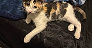 Popis joined the competition — help win amazing prizes! animal, bed, blanket, calico, cat, collar, curious, cute, domestic, feline, fur, indoor, kitten, looking, pet, resting, small, soft, whiskers, young