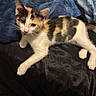 cat, kitten, calico, pet, animal, fur, whiskers, collar, bed, blanket, indoor, cute, resting, looking, young, domestic, feline, soft, curious, small