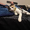 cat, kitten, calico, collar, pet, animal, indoor, blanket, bed, resting, fur, whiskers, ears, paw, curious, young, cute, domestic, feline, relaxed