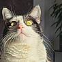 Bella a rejoint le concours — aidez-le/la à gagner de superbes lots ! cat, close_up, yellow_eyes, pink_nose, whiskers, fur, indoor, sunlight, shadow, plant, pet, portrait, curious, animal, face, feline, domestic_cat, looking_up, soft_light, background_blur