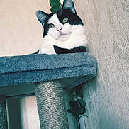 Bella a rejoint le concours — aidez-le/la à gagner de superbes lots ! cat, black_and_white, cat_tree, indoor, green_eyes, vine, plant, gray, feline, pet, fur, texture, wall, relaxing, looking_at_camera, cozy, home, animal, portrait, curious
