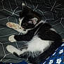 Bella a rejoint le concours — aidez-le/la à gagner de superbes lots ! animal, bedspread, black_and_white, blue, cat, cozy, cute, feline, floral, fur, indoor, kitten, pattern, paw, pet, resting, sleeping, small, whiskers, young