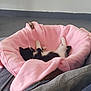 Bella a rejoint le concours — aidez-le/la à gagner de superbes lots ! kitten, cat, black_and_white, blanket, pink, basket, sleeping, cute, pet, indoor, cozy, fur, resting, animal, soft, comfort, nap, feline, home, relaxation