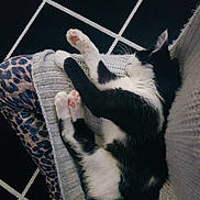 Bella a rejoint le concours — aidez-le/la à gagner de superbes lots ! animal, black_and_white, cat, checkered, cozy, cute, feline, floor, fur, indoor, knitted_blanket, leggings, leopard_print, pattern, paw, pet, relaxed, resting, sleeping, soft