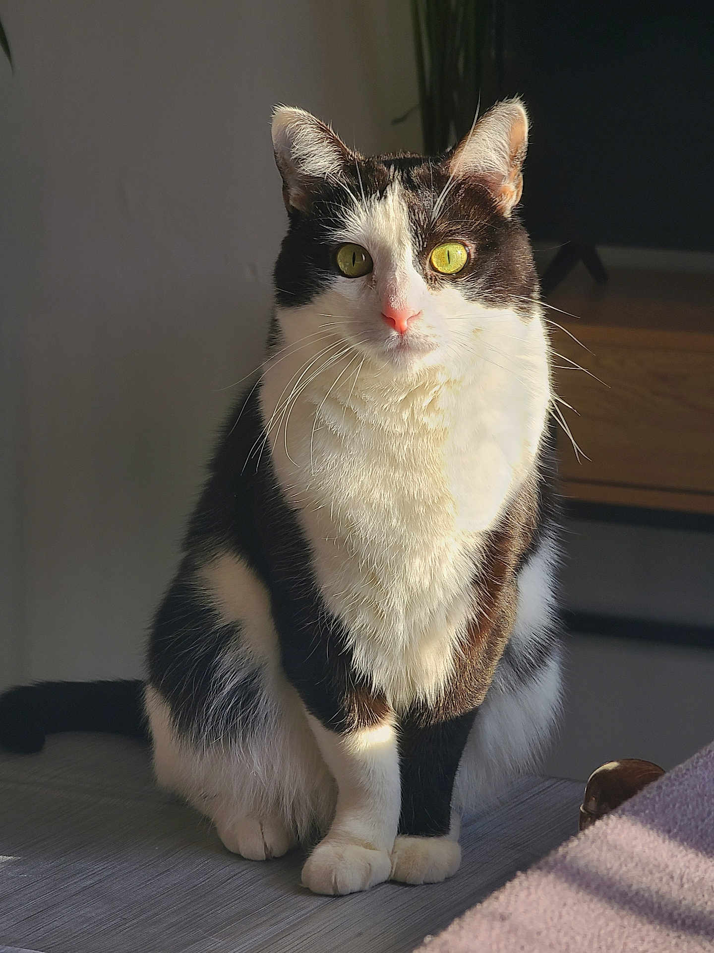 Bella